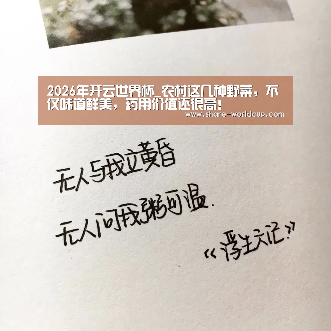 2026年开云世界杯_农村这几种野菜,不仅味道鲜美,药用价值还很高!(图1) 2026年开云世界杯